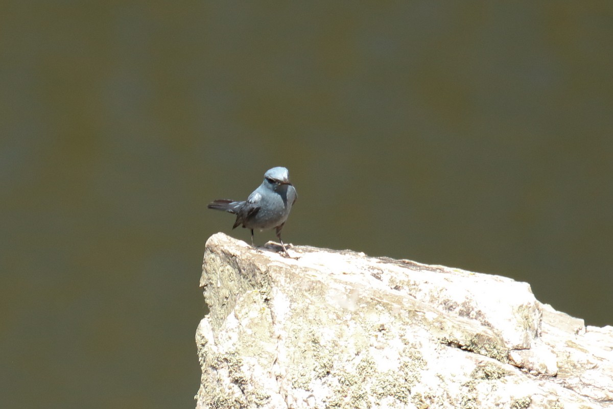 Blue Rock-Thrush - ML638557411