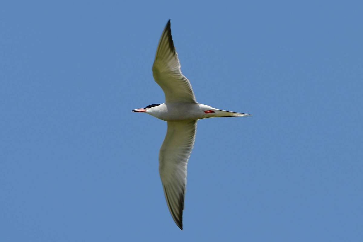 Common Tern - ML638557414