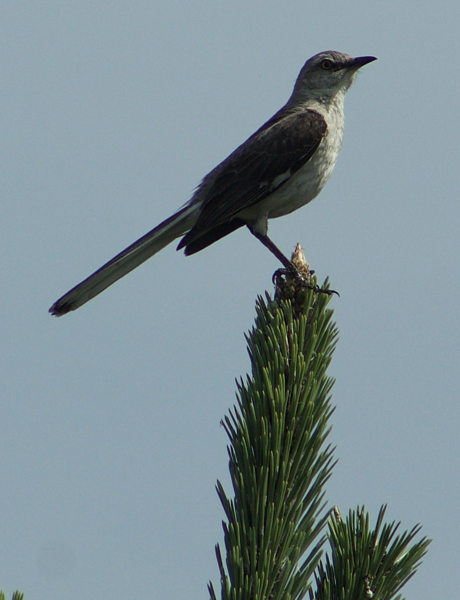 Northern Mockingbird - ML638557415