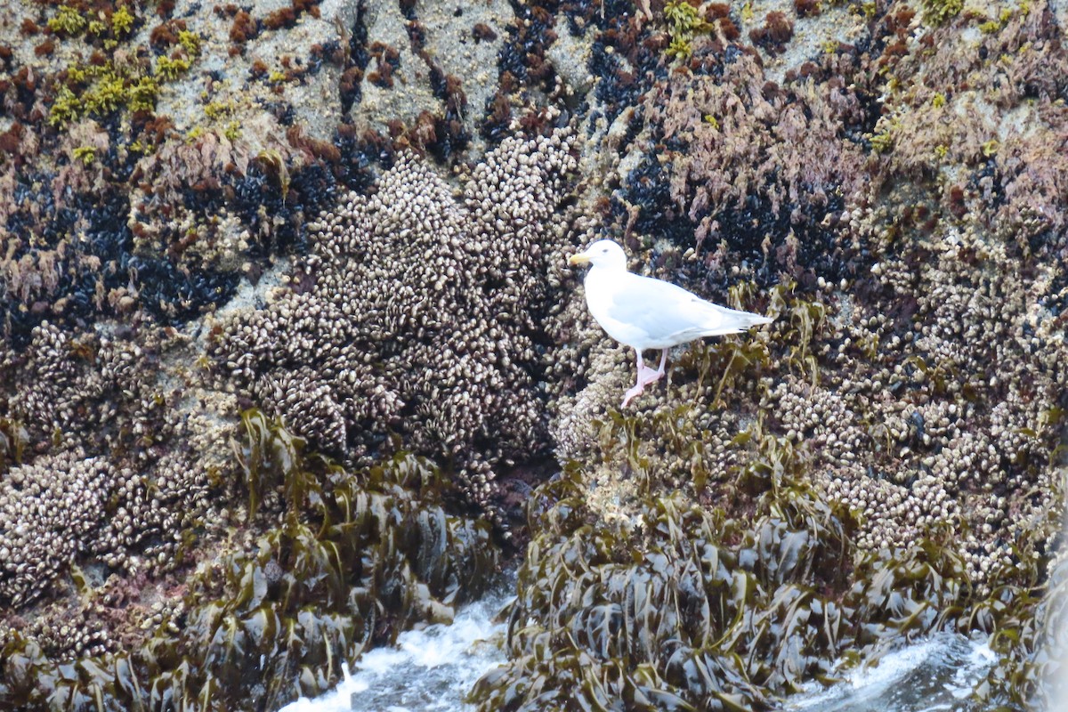 Glaucous-winged Gull - ML638557419