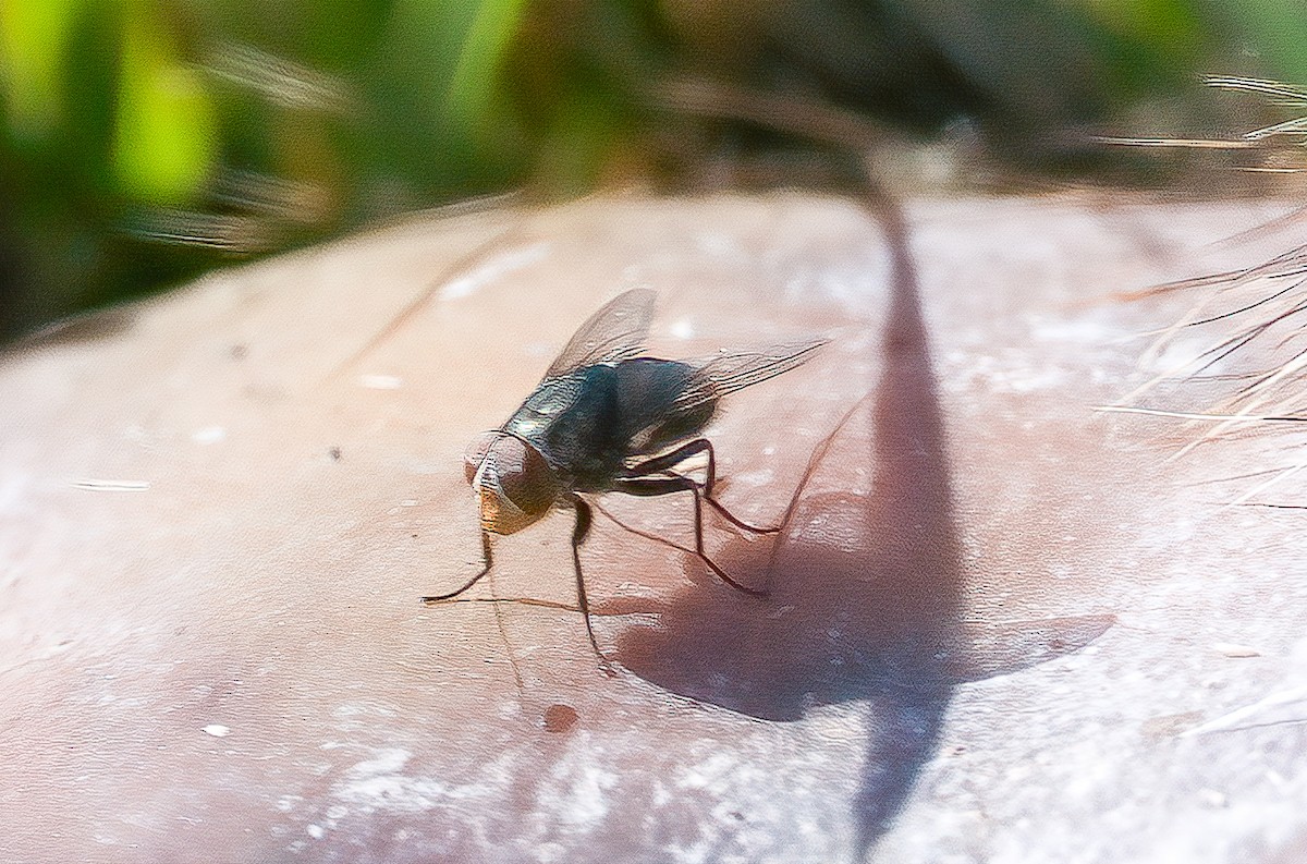 Black Blow Fly - ML638557423