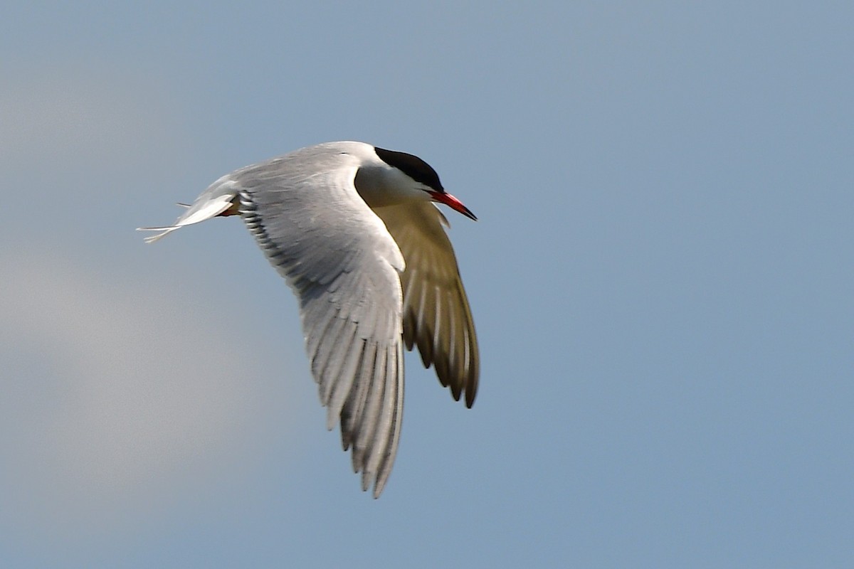 Common Tern - ML638557424