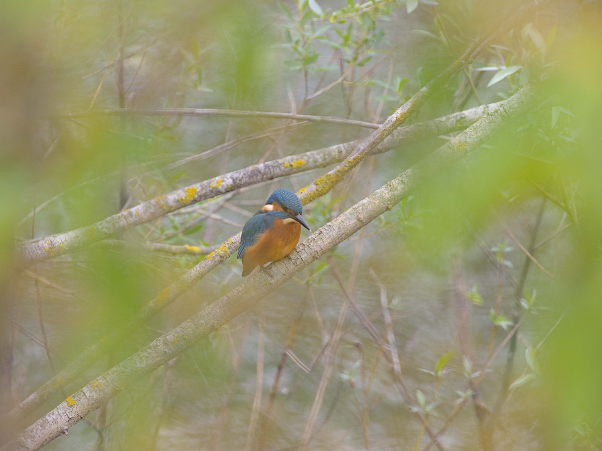 Common Kingfisher - ML638557426
