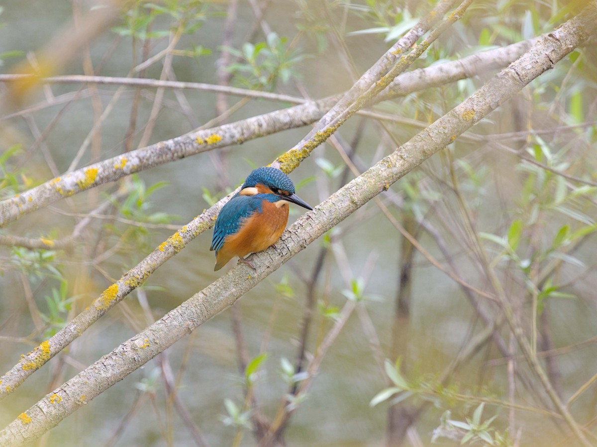Common Kingfisher - ML638557427