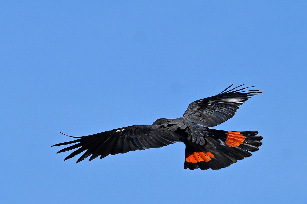 Red-tailed Black-Cockatoo - ML638557428
