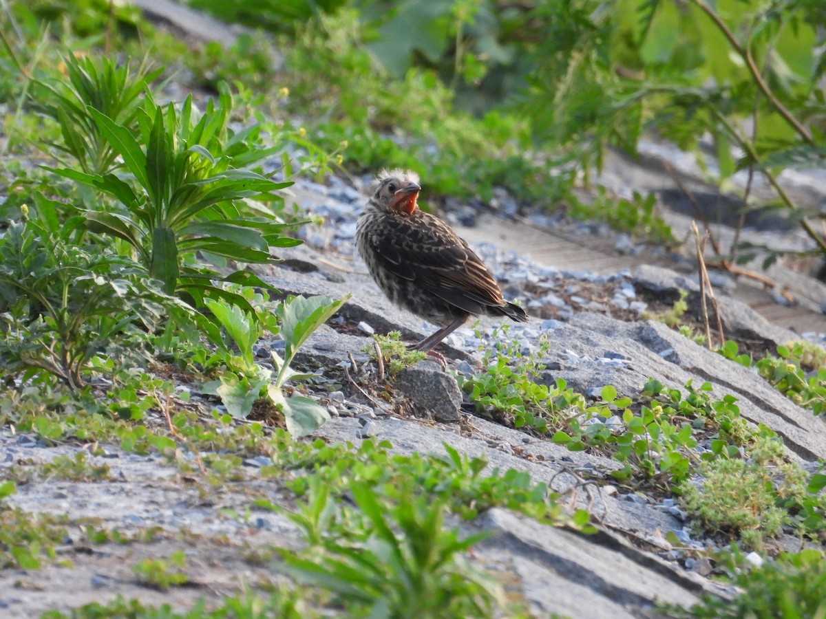 Red-winged Blackbird - ML638557429