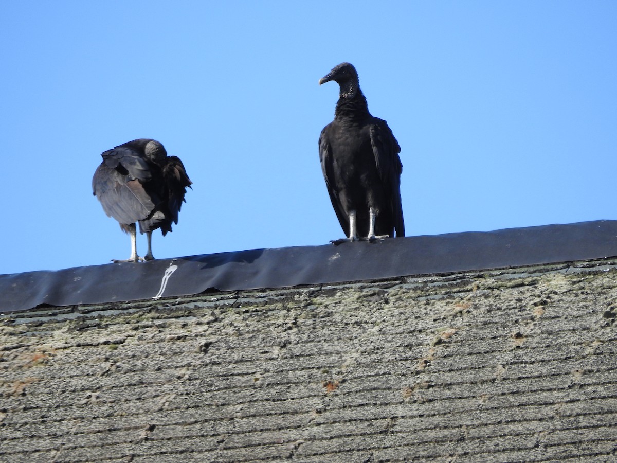 Black Vulture - ML638557430