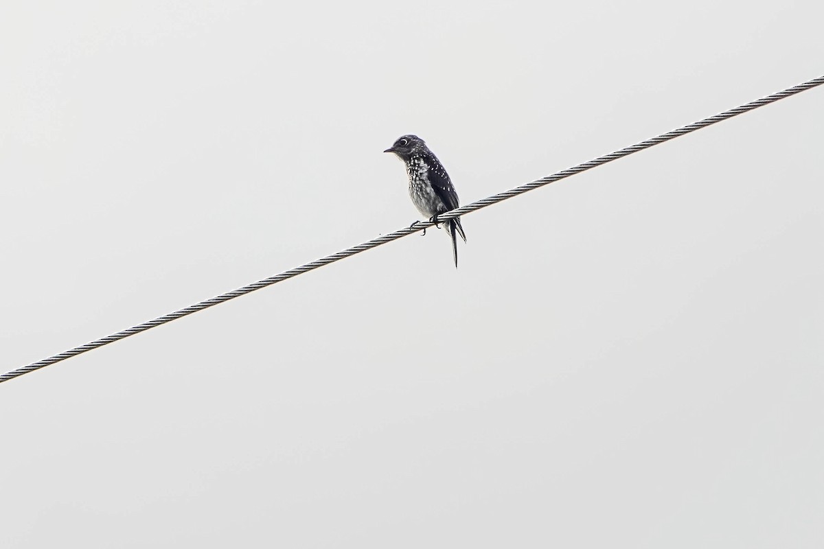 Eastern Bluebird - ML638557433