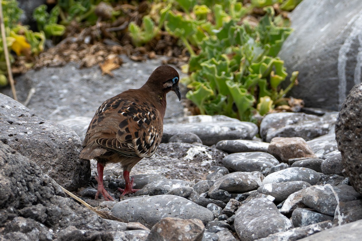 Galapagos Dove - ML638557434
