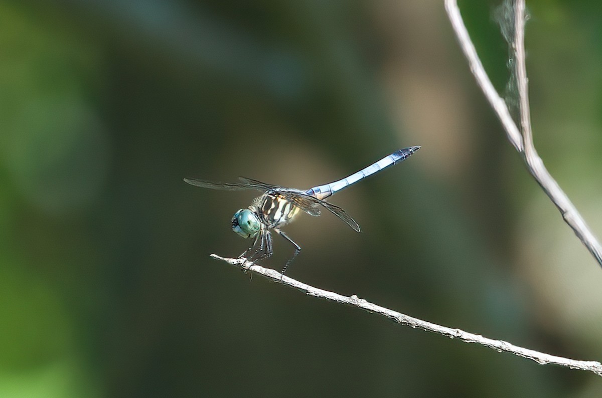 Blue Dasher - ML638557437