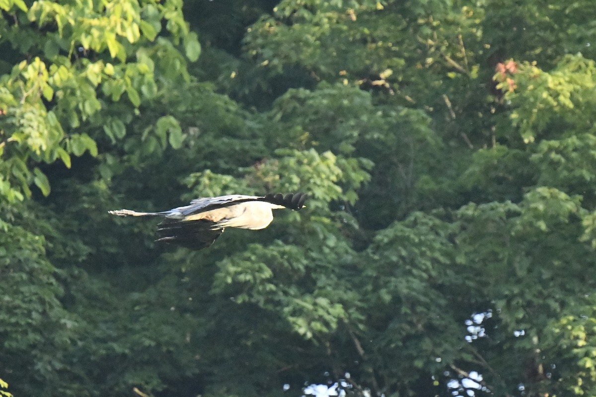 Great Blue Heron - ML638557438