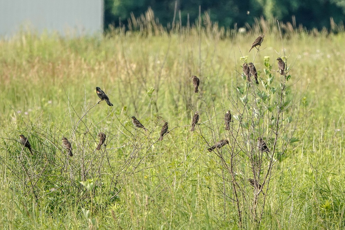 Red-winged Blackbird - ML638557439