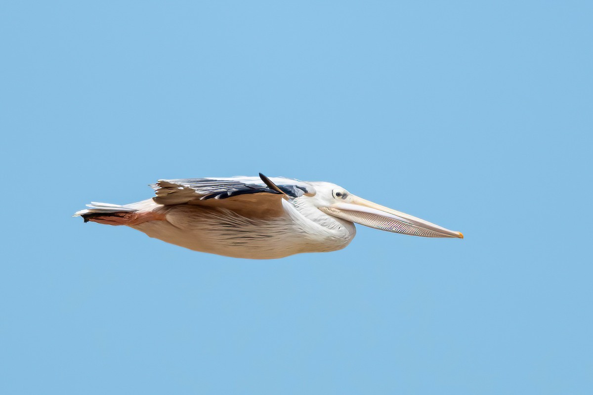 Pink-backed Pelican - ML638557441