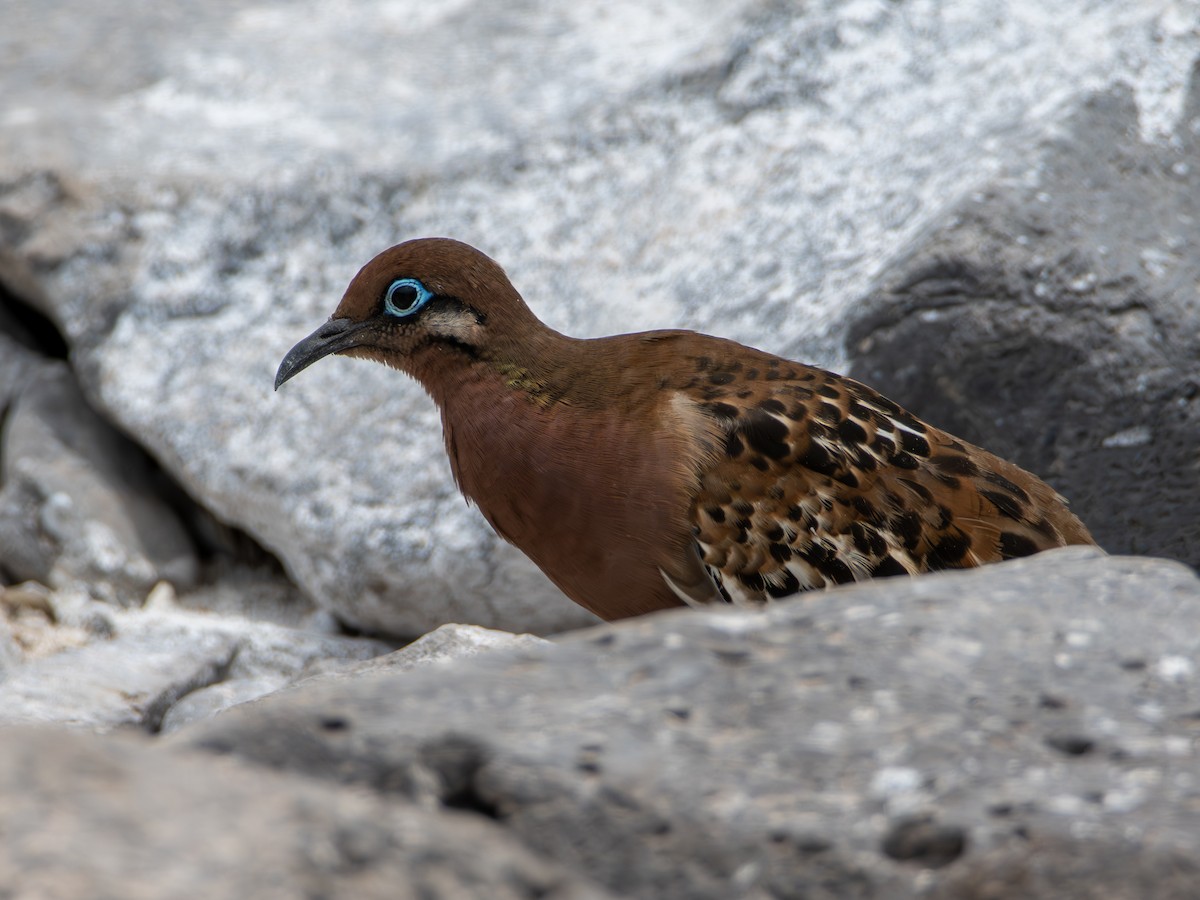 Galapagos Dove - ML638557442