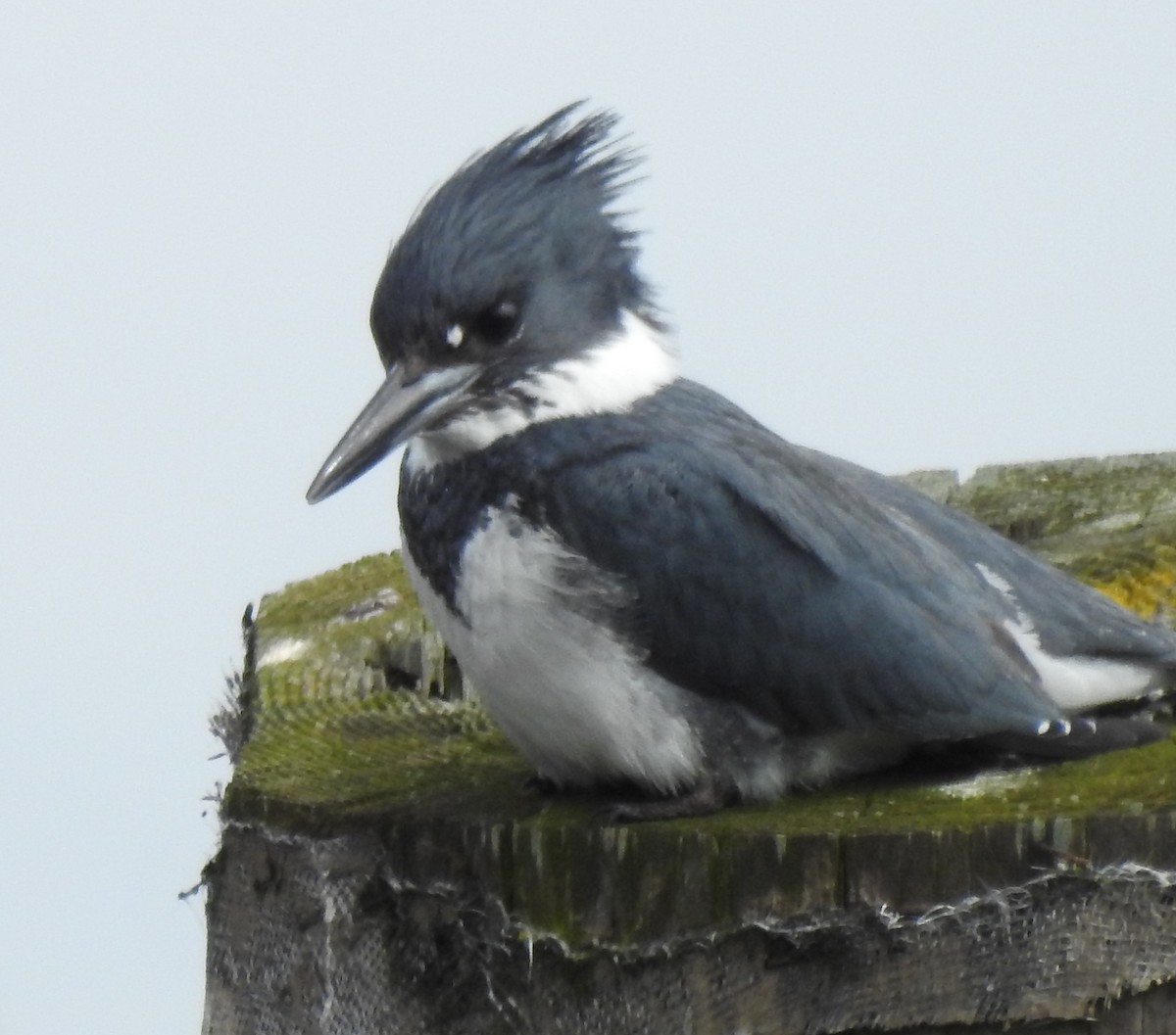 Belted Kingfisher - ML638557443