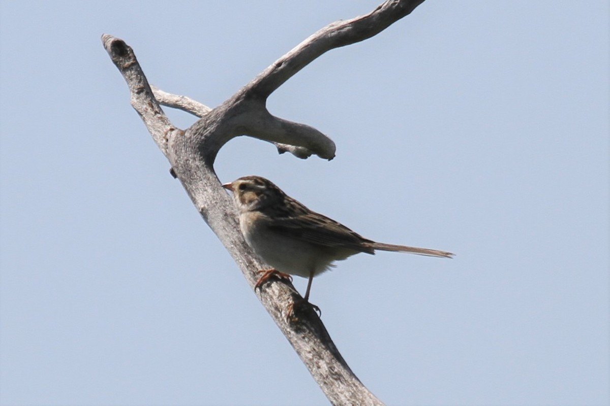Clay-colored Sparrow - ML638557445