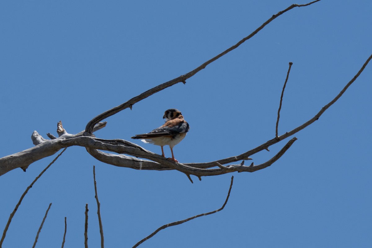 American Kestrel - ML638557447