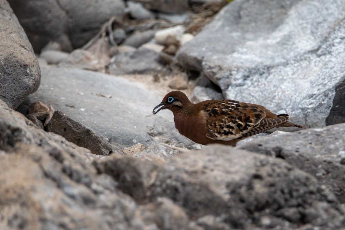 Galapagos Dove - ML638557448