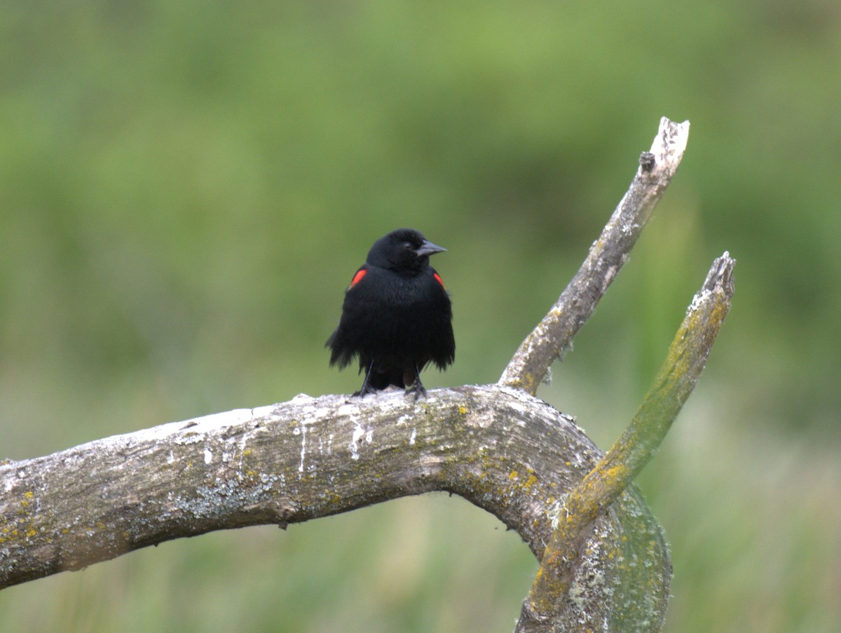 Red-winged Blackbird - ML638557452