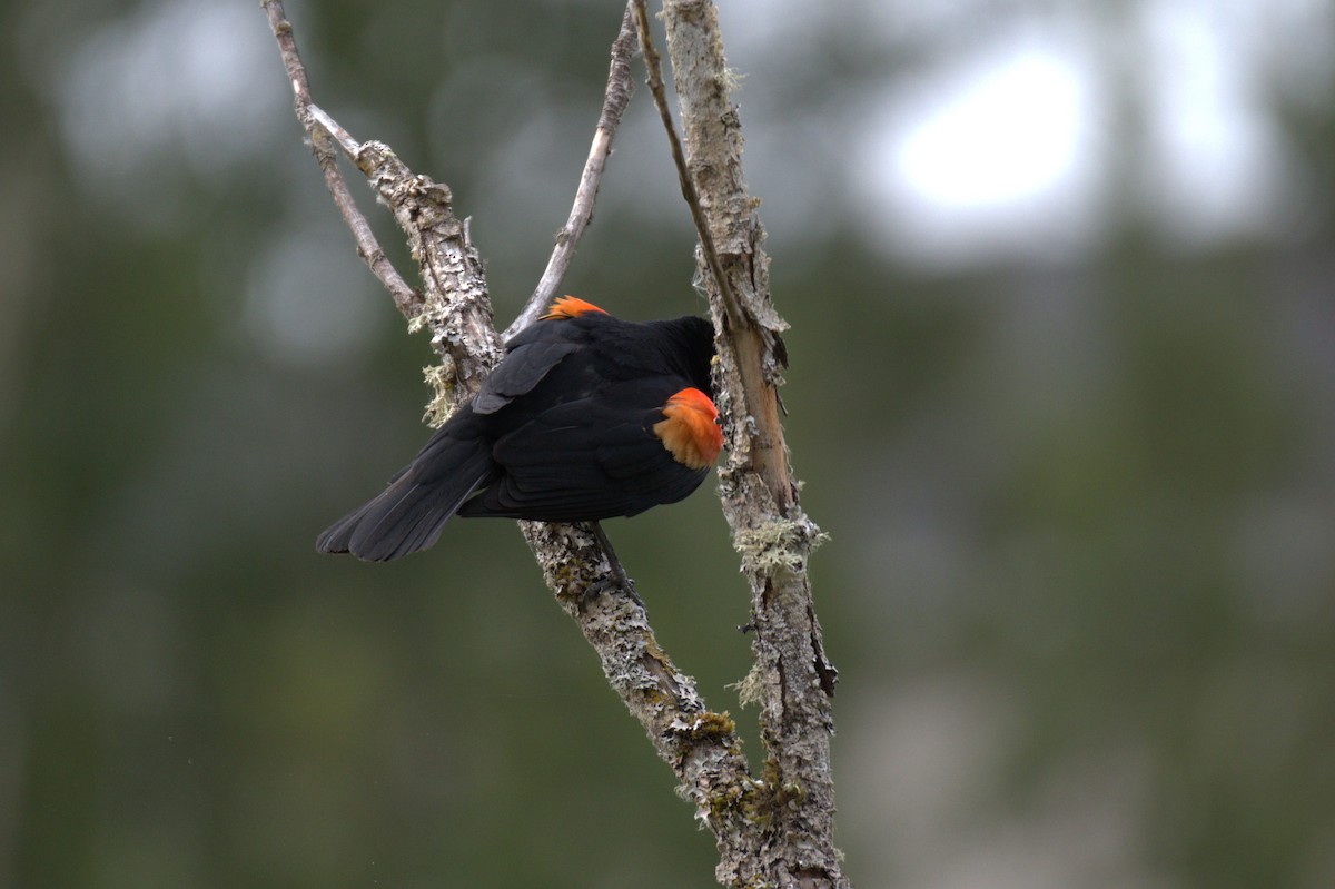 Red-winged Blackbird - ML638557453