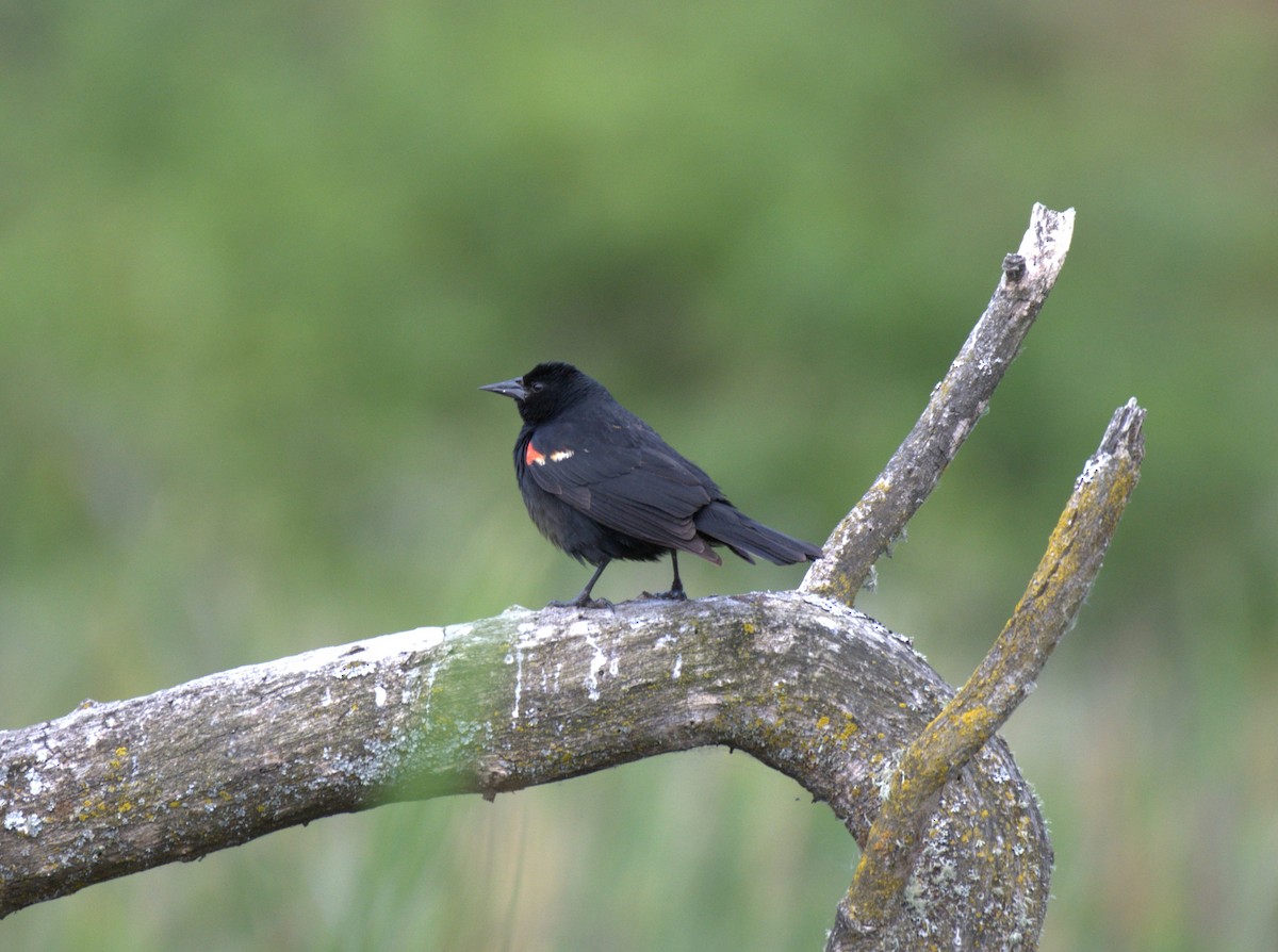 Red-winged Blackbird - ML638557454