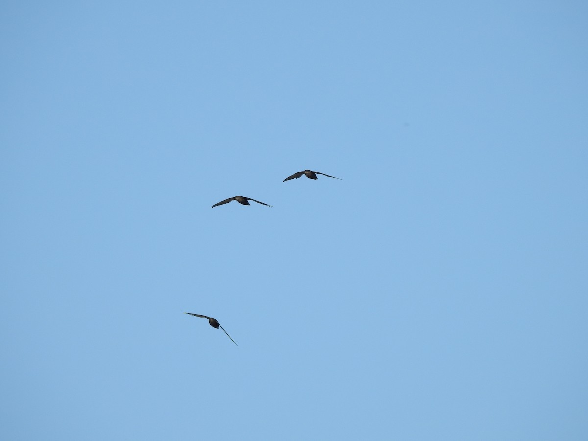 Chimney Swift - ML638557460