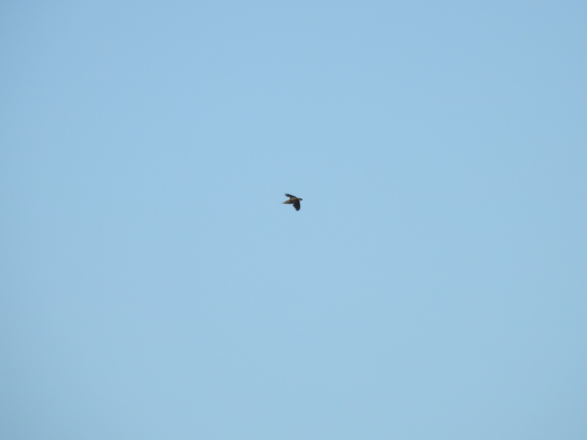 Chimney Swift - ML638557461