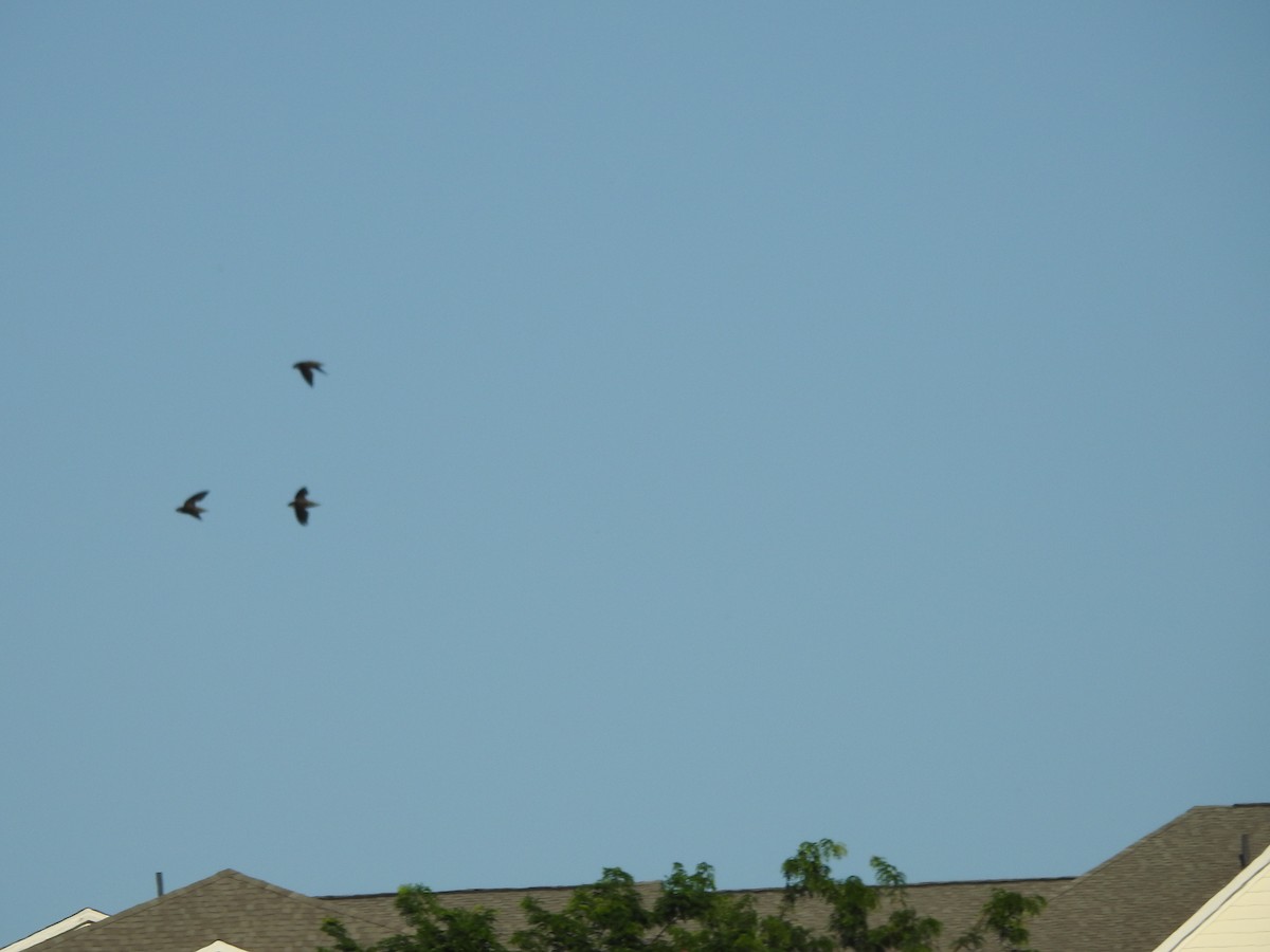 Chimney Swift - ML638557463