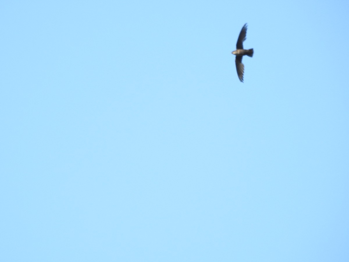Chimney Swift - ML638557464
