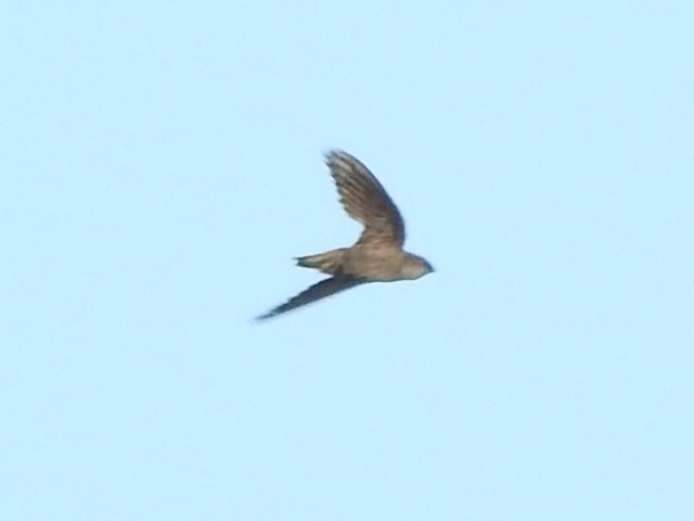 Chimney Swift - ML638557468