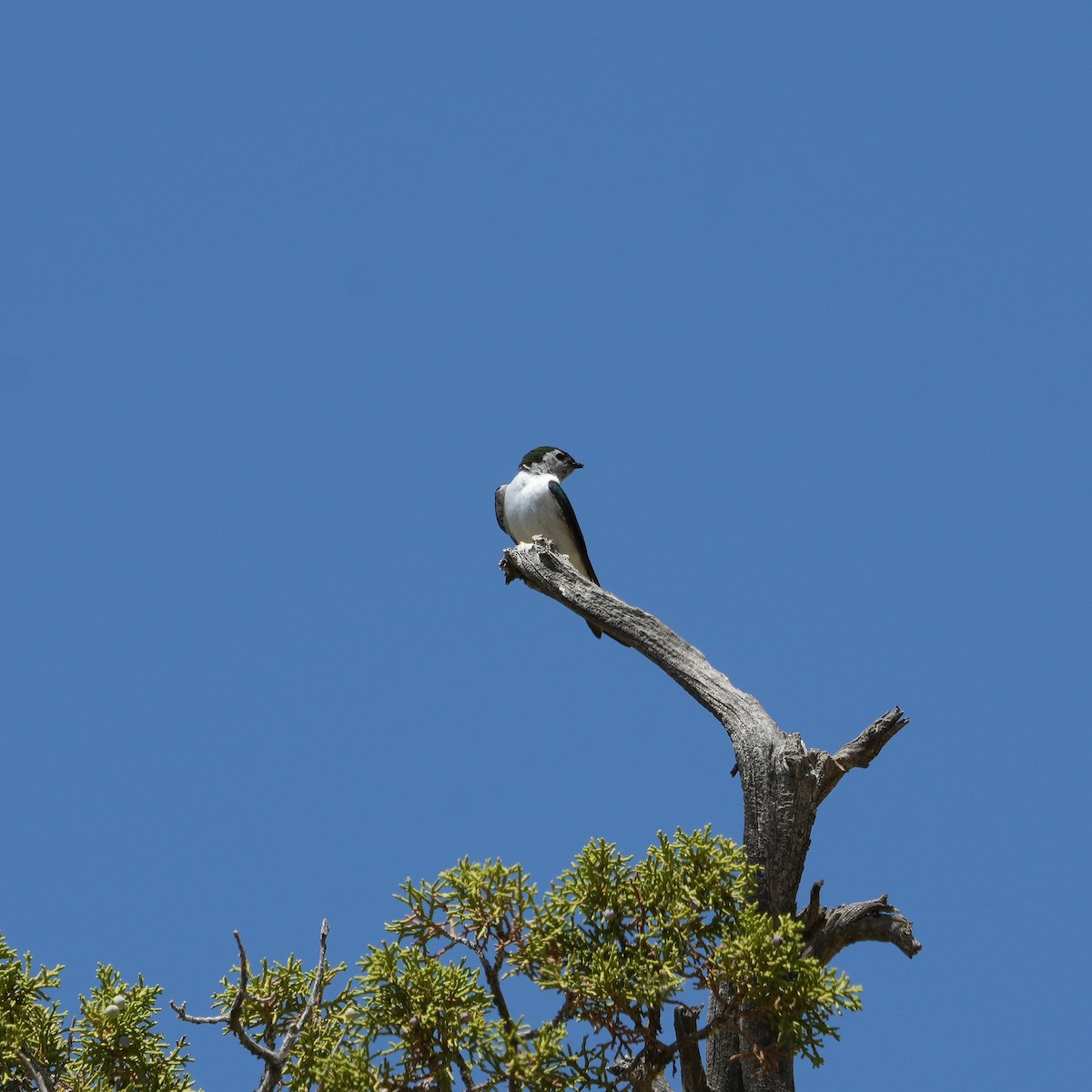 Violet-green Swallow - ML638557482