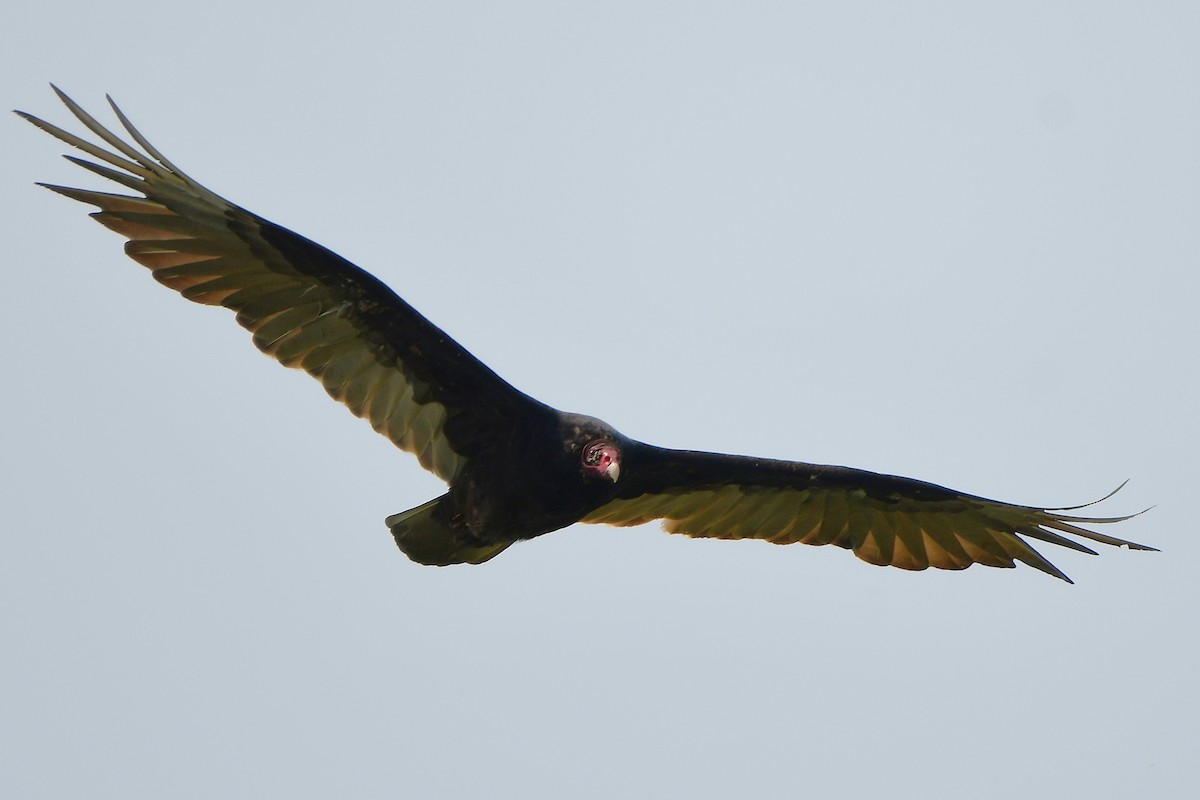 Turkey Vulture - ML638557491