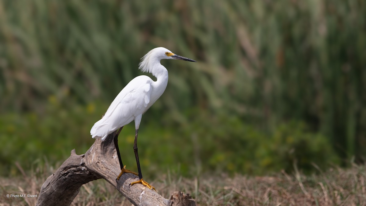 Snowy Egret - ML638557494