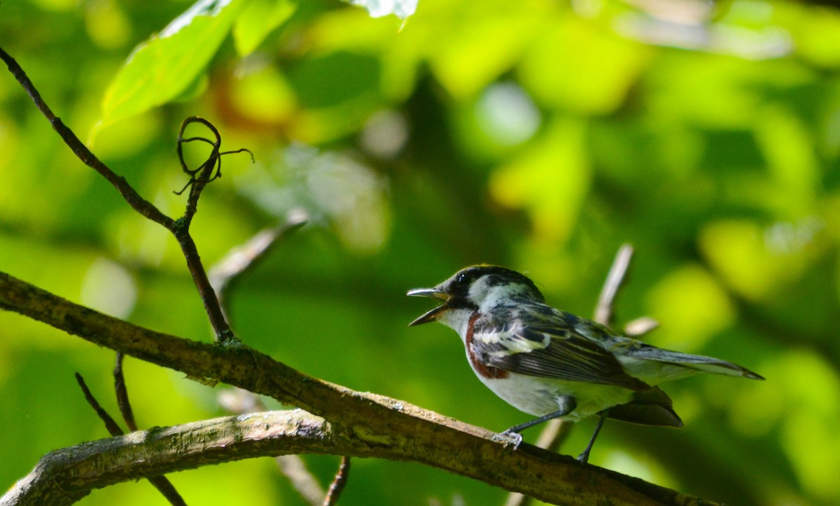 Chestnut-sided Warbler - ML638557497