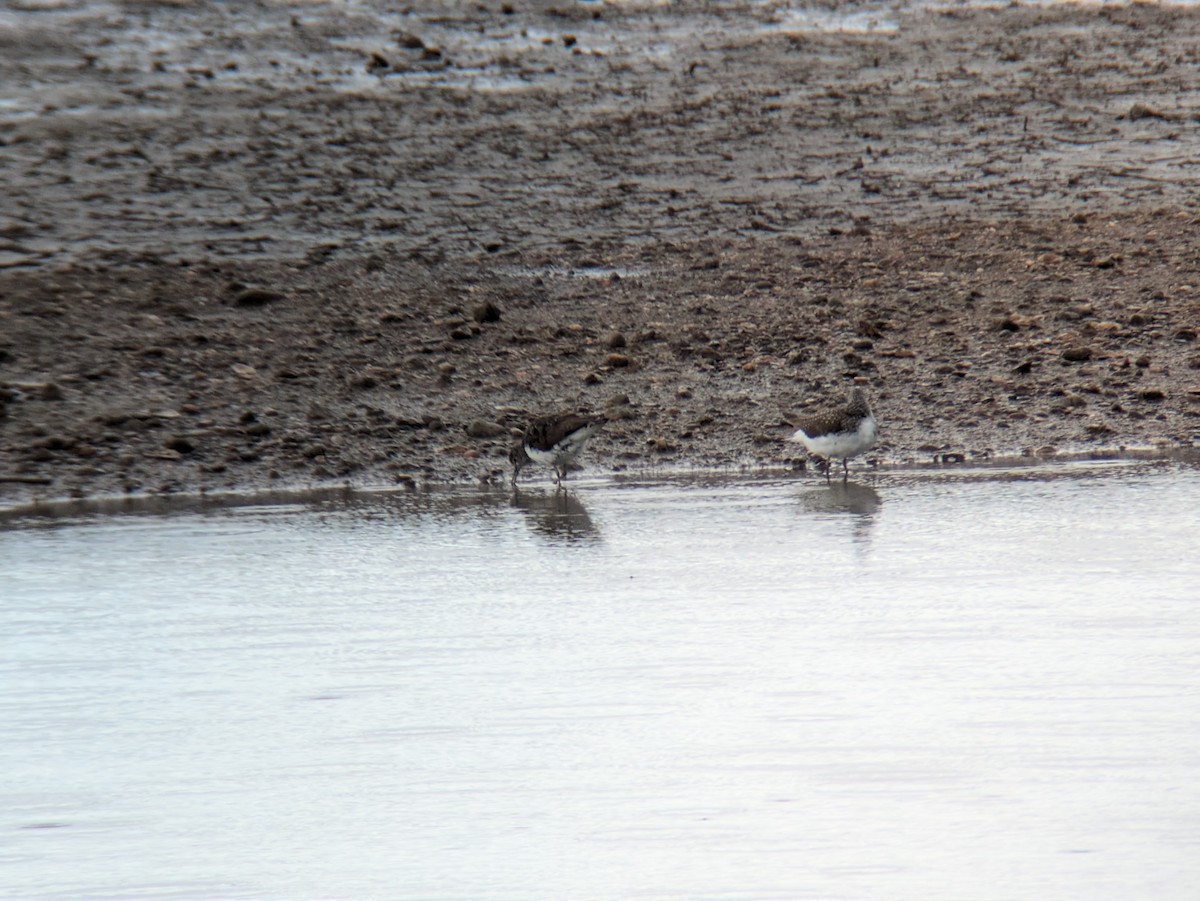 Green Sandpiper - ML638557498