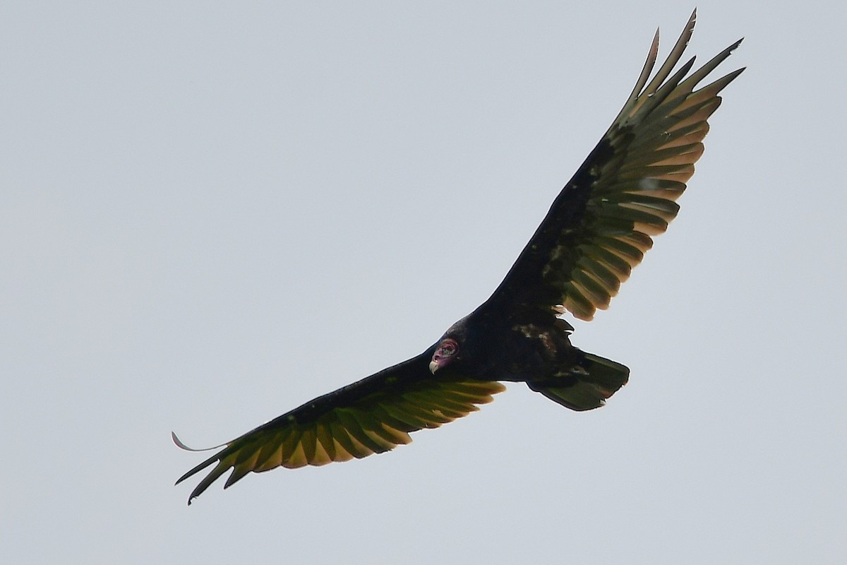 Turkey Vulture - ML638557500