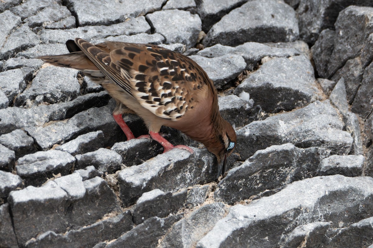 Galapagos Dove - ML638557502