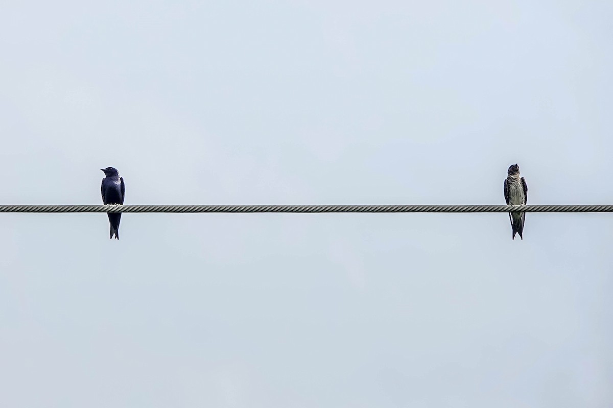 Purple Martin - ML638557503