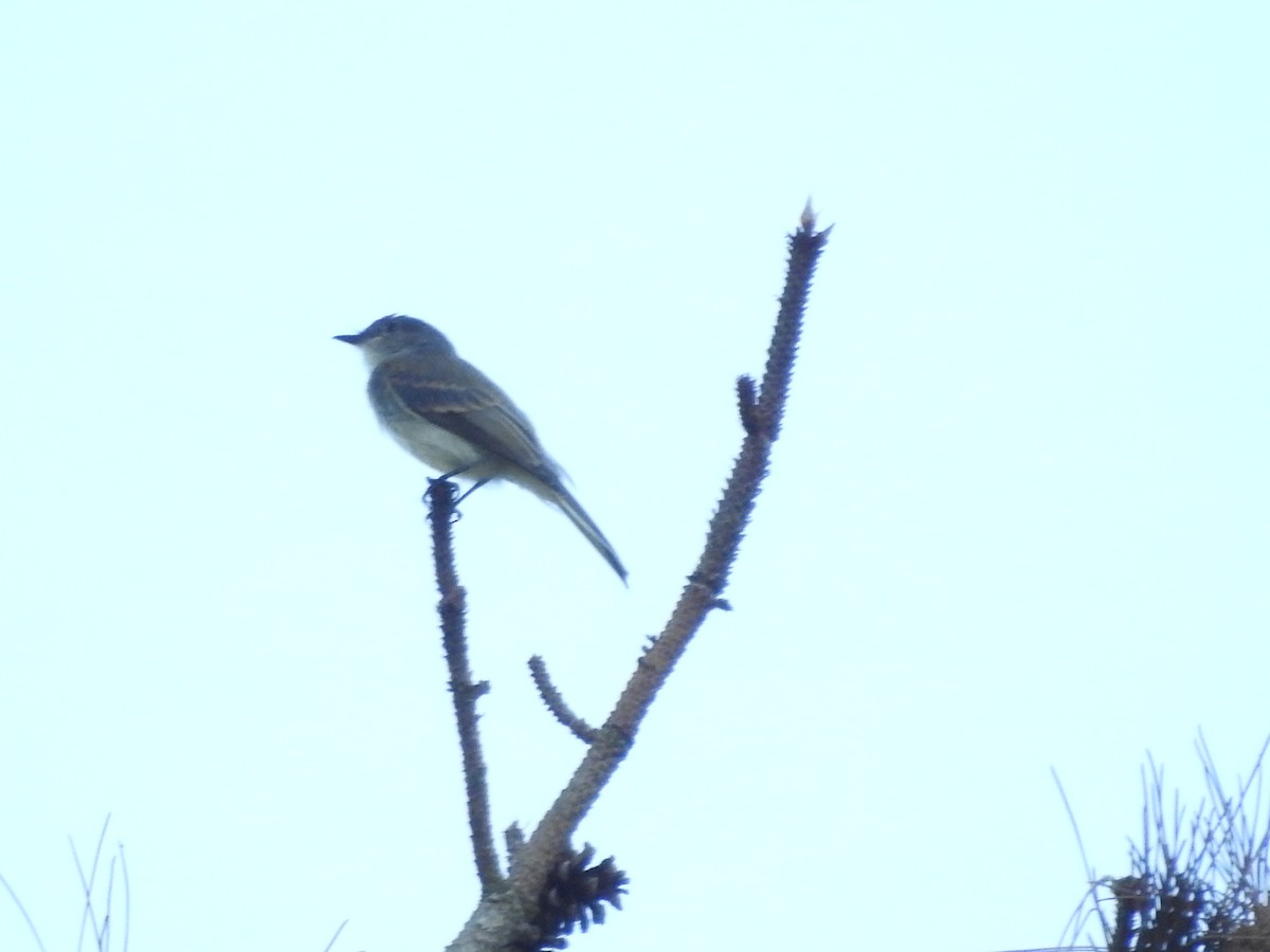 Eastern Phoebe - ML638557504