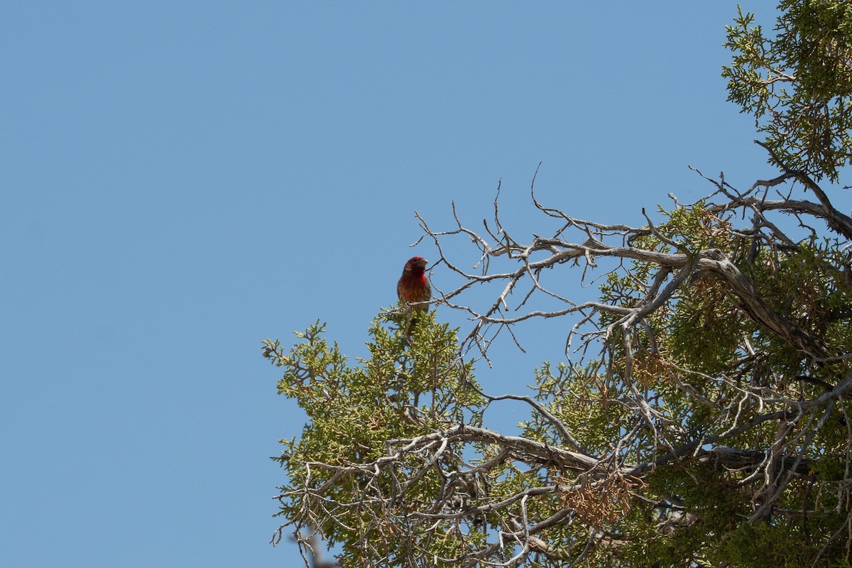 House Finch - ML638557505