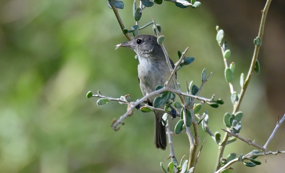Bell's Vireo - ML638557506