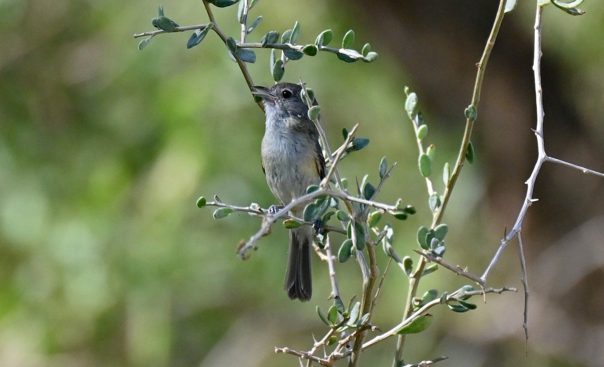 Bell's Vireo - ML638557508