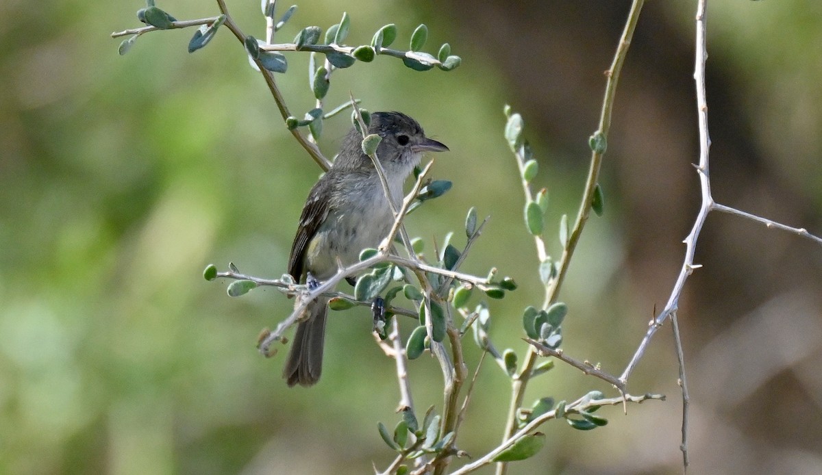 Bell's Vireo - ML638557509