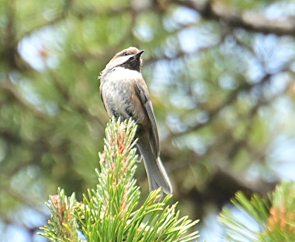 Boreal Chickadee - ML638557510