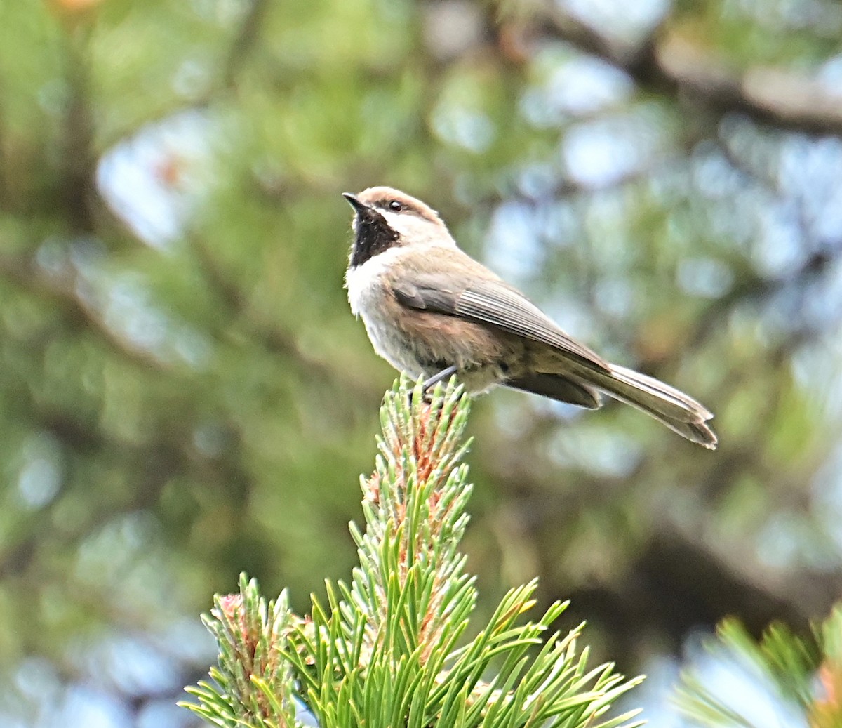 Boreal Chickadee - ML638557511