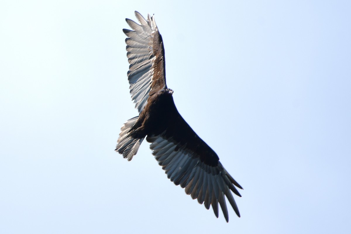 Turkey Vulture - ML638557512