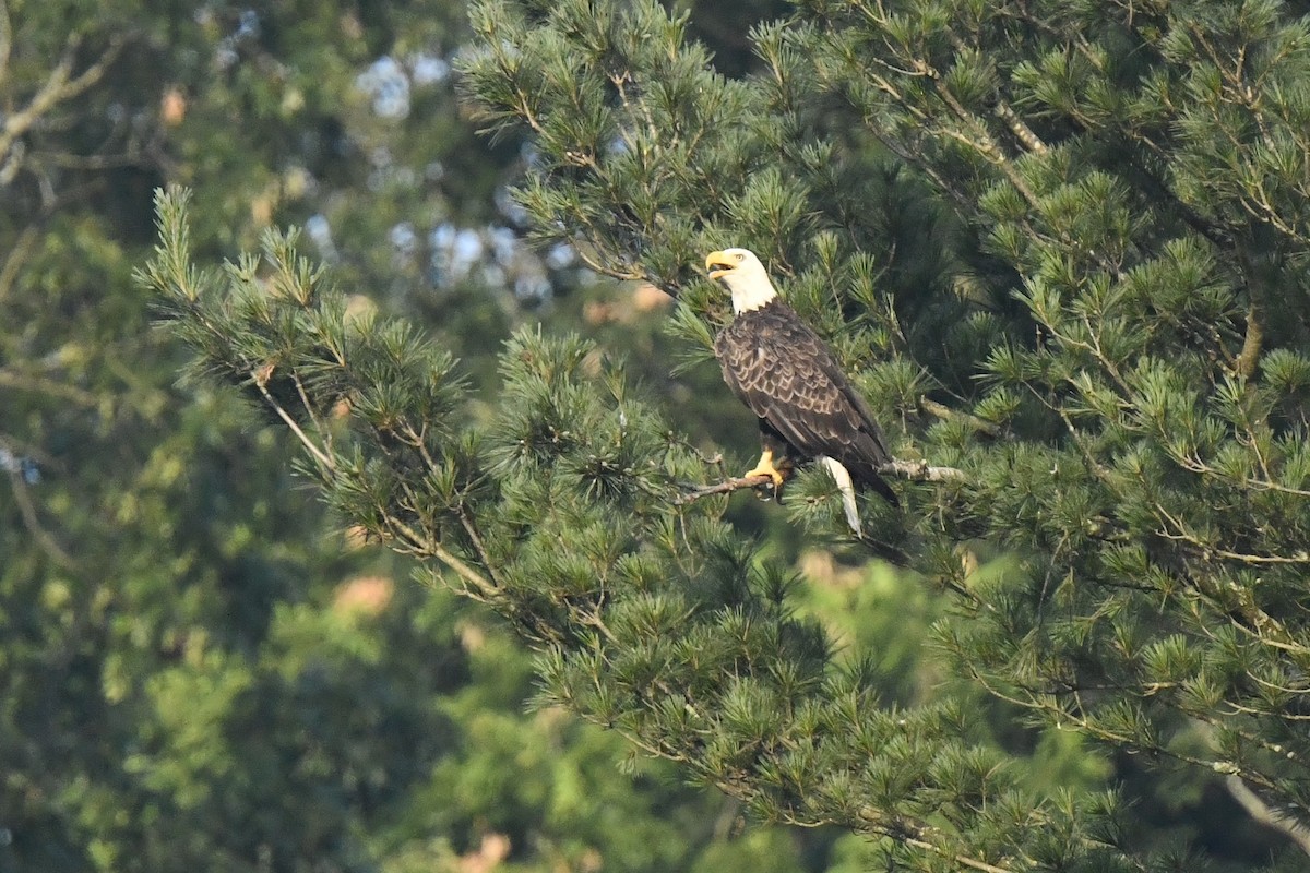 Bald Eagle - ML638557513