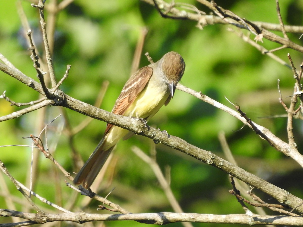 Great Crested Flycatcher - ML638557514