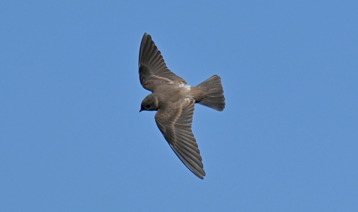Northern Rough-winged Swallow - ML638557515