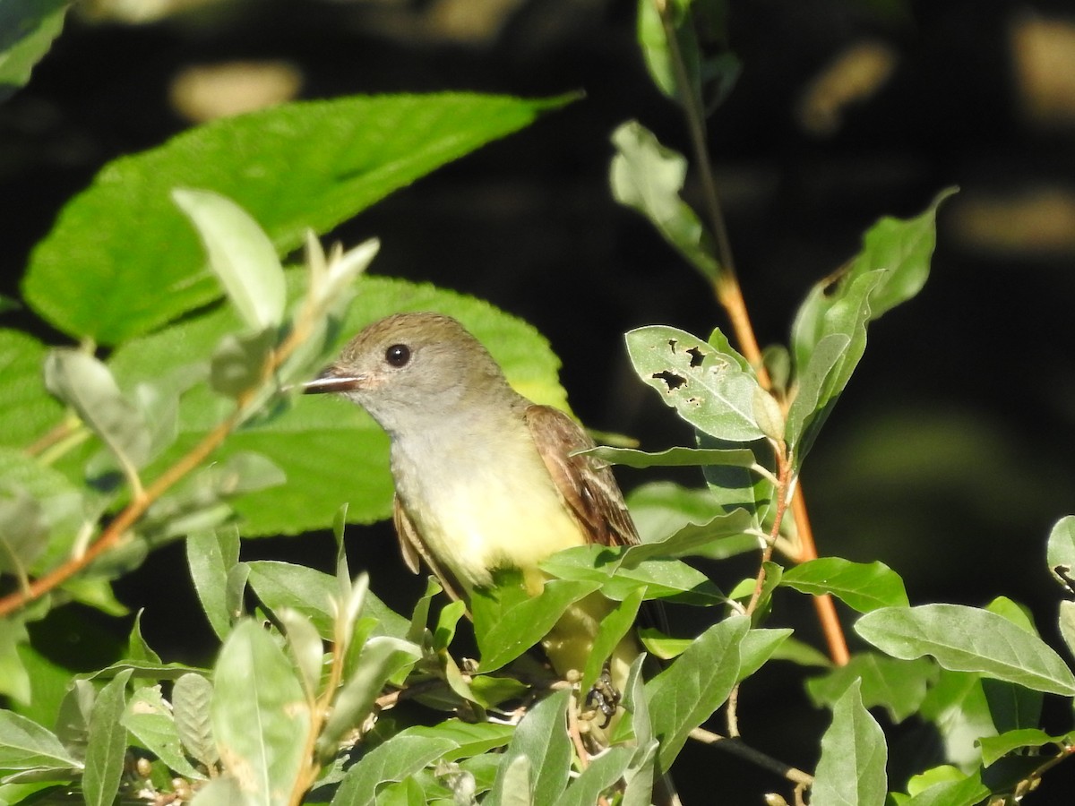 Great Crested Flycatcher - ML638557516